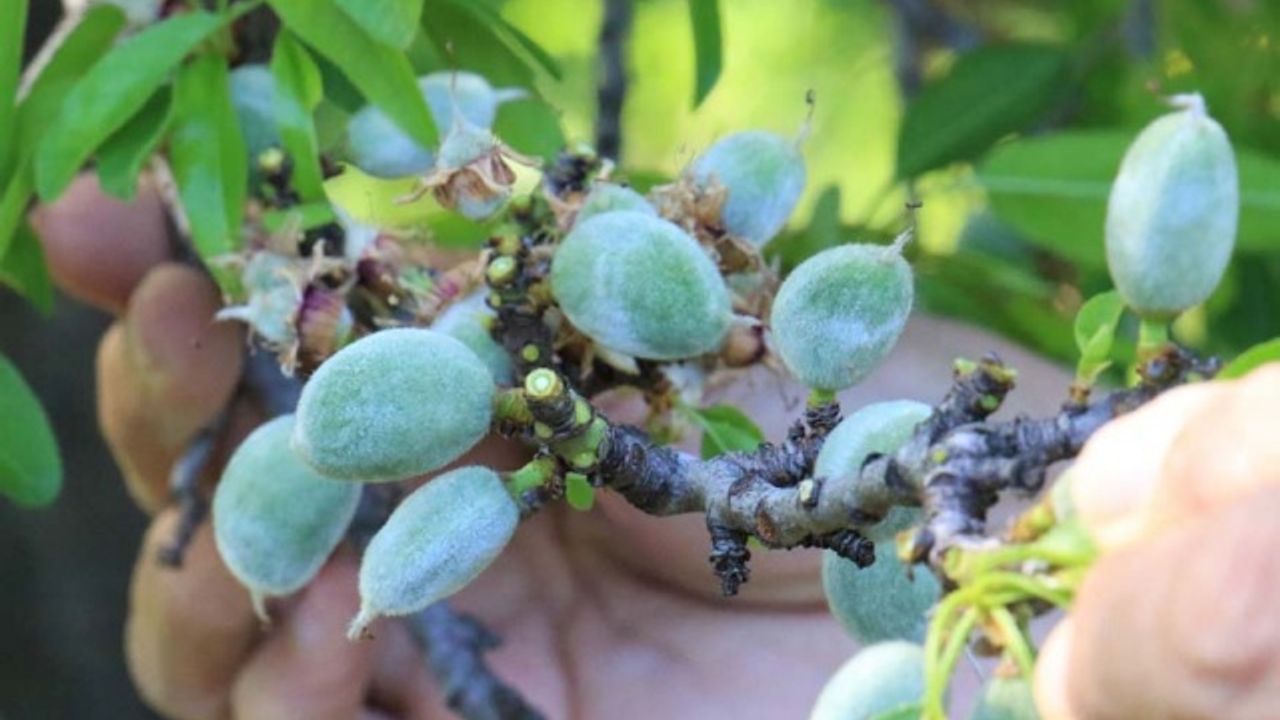 Erkenci bademler çıktı, ağaçlar çiçek açtı