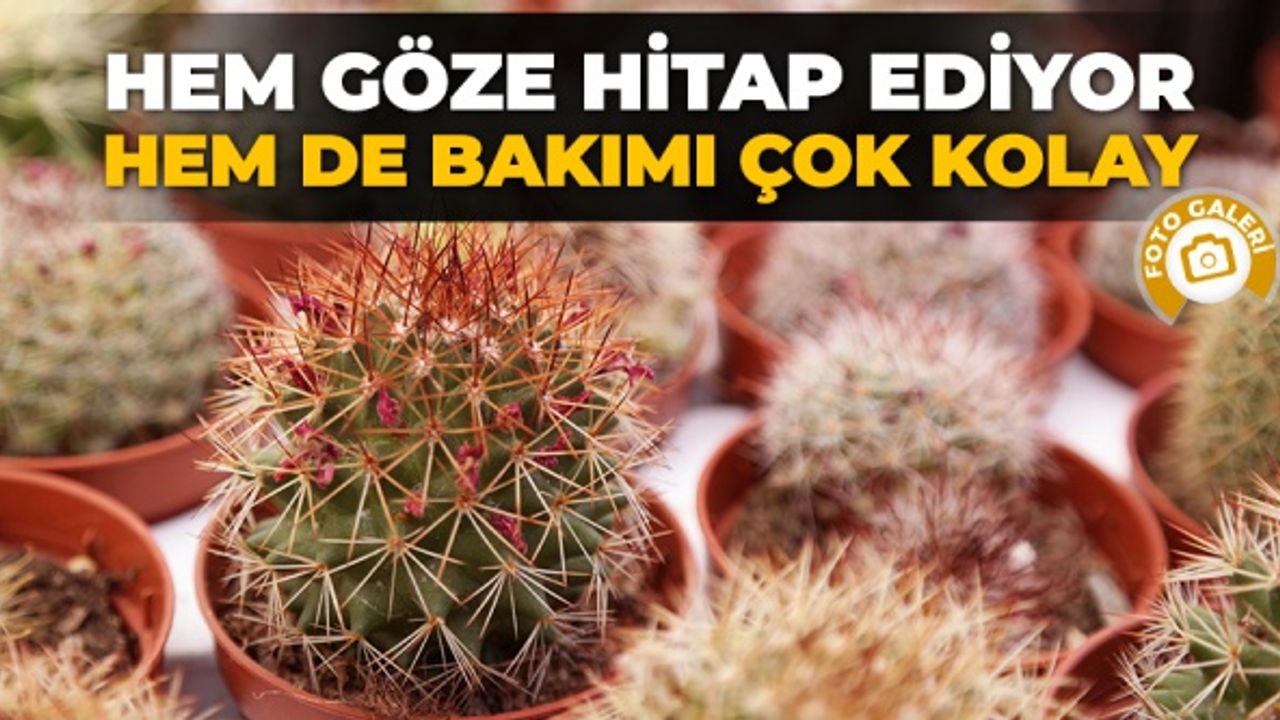 Hem göze hitap ediyor hem de bakımı çok kolay