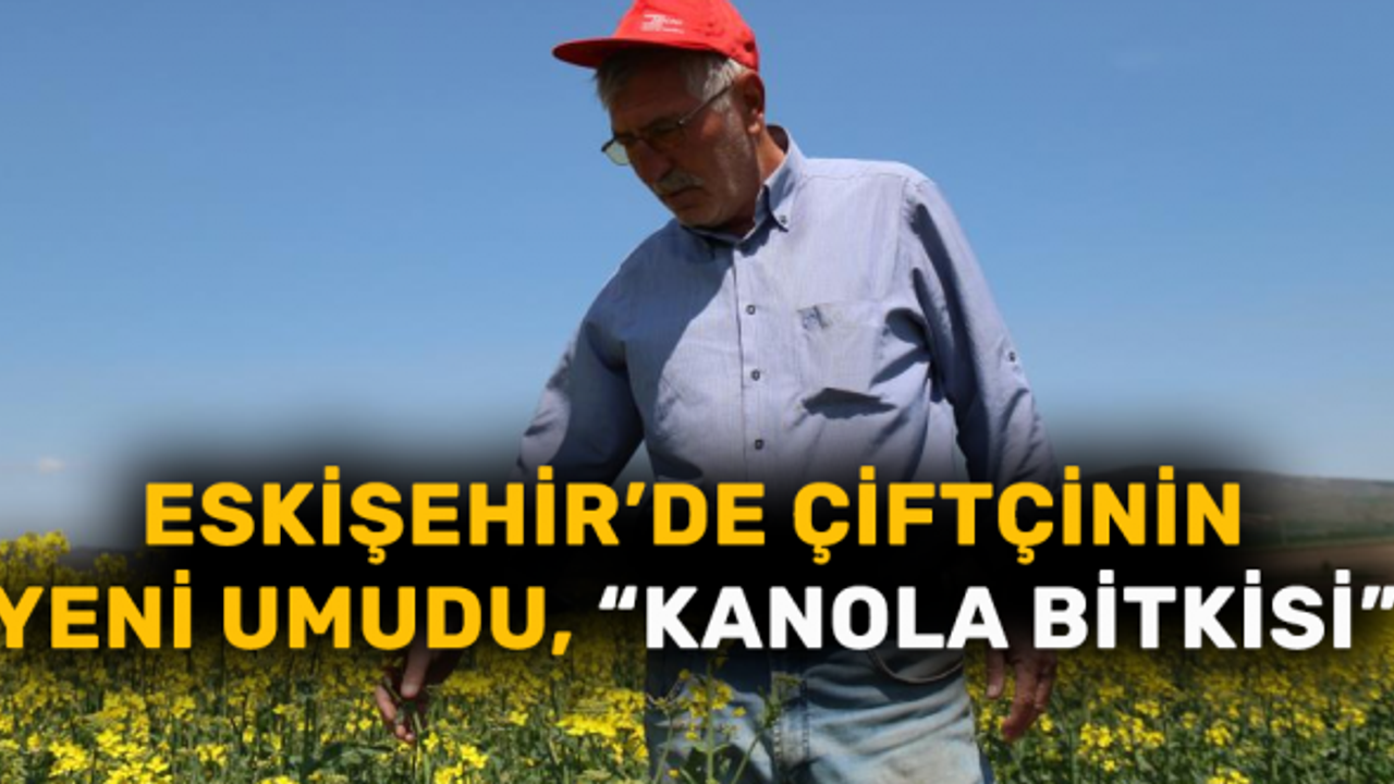 Eskişehir’de çiftçinin yeni umudu, "Kanola bitkisi"