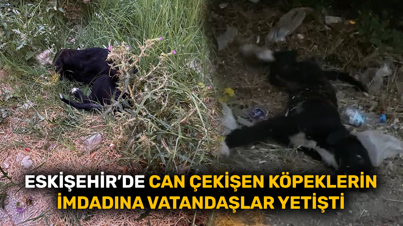 Eskişehir'de can çekişen köpeklerin imdadına vatandaşlar yetişti