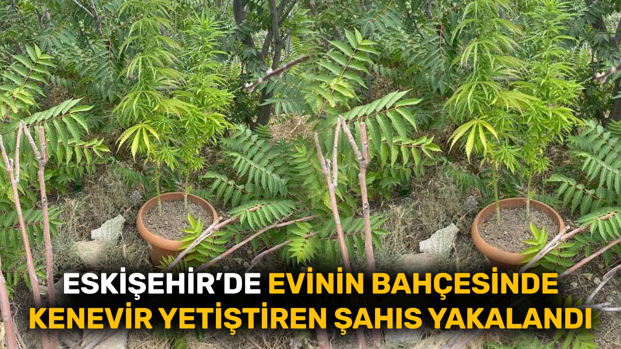 Eskişehir’de evinin bahçesinde kenevir yetiştiren şahıs yakalandı