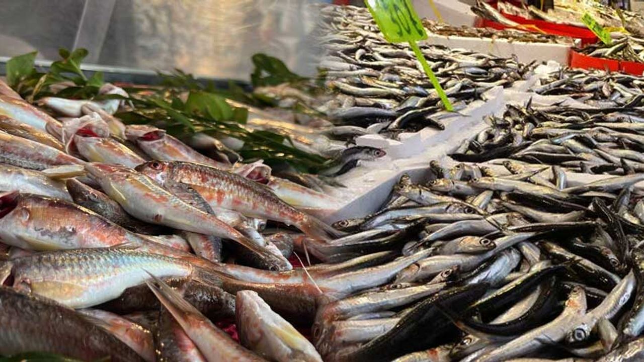 Vatandaşlara unutulmaz balık sezonu tekrardan yaşatıldı