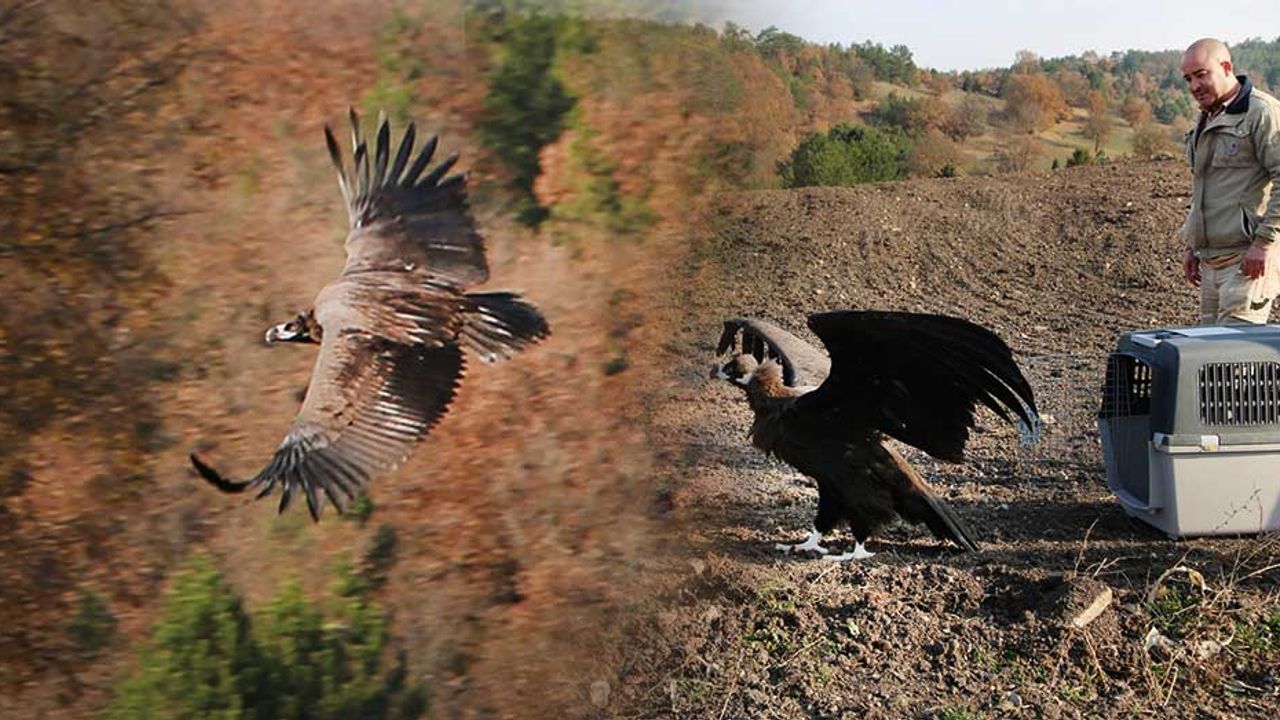 Eskişehir'de tedavileri tamamlanan vahşi kuşlar tekrar doğaya salındı