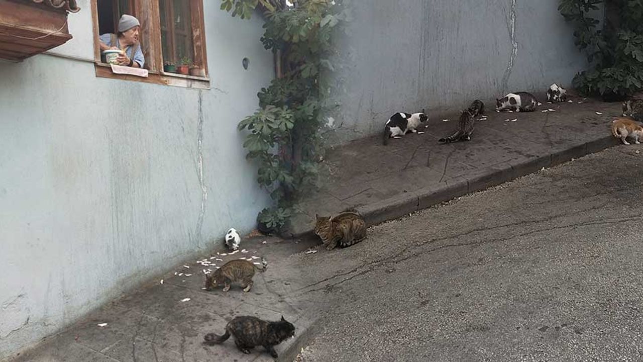 Eskişehir'de ilginç çağrı; Kendisi için değil kediler için yardım istedi!
