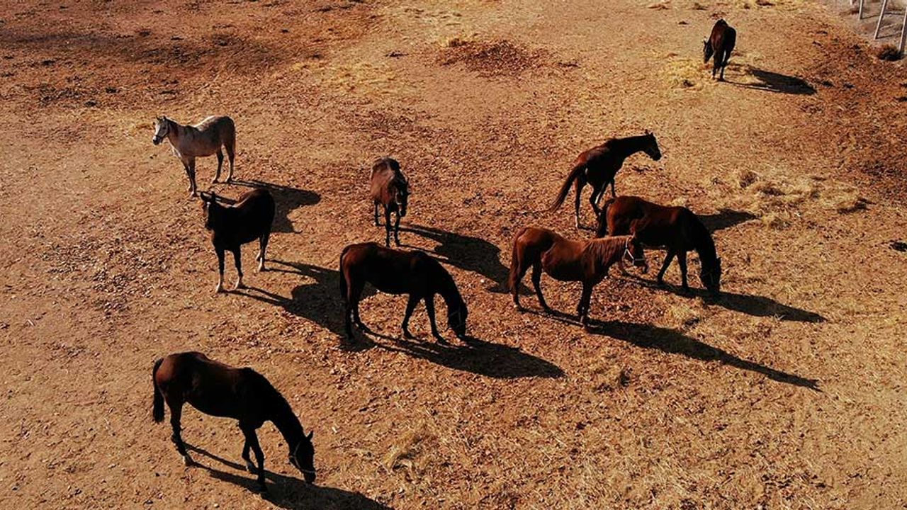 Eskişehir'in ayazında milyonluk atlara böyle bakıyorlar!