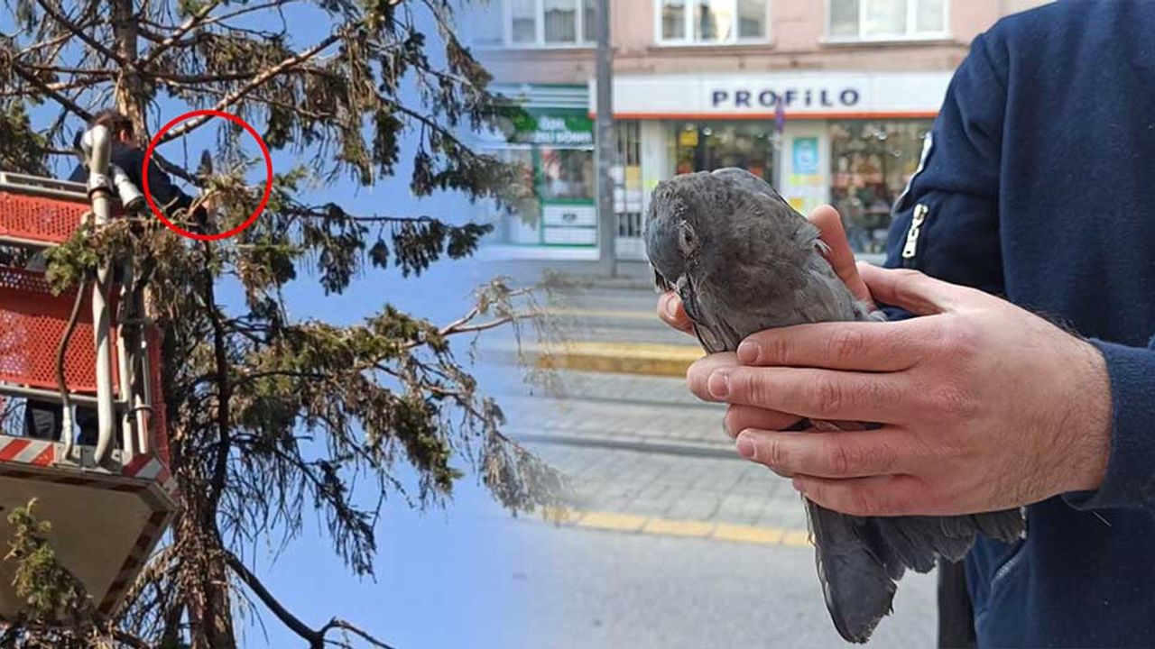 Eskişehir'de zor duruma düşen güvercin kurtarıldı!