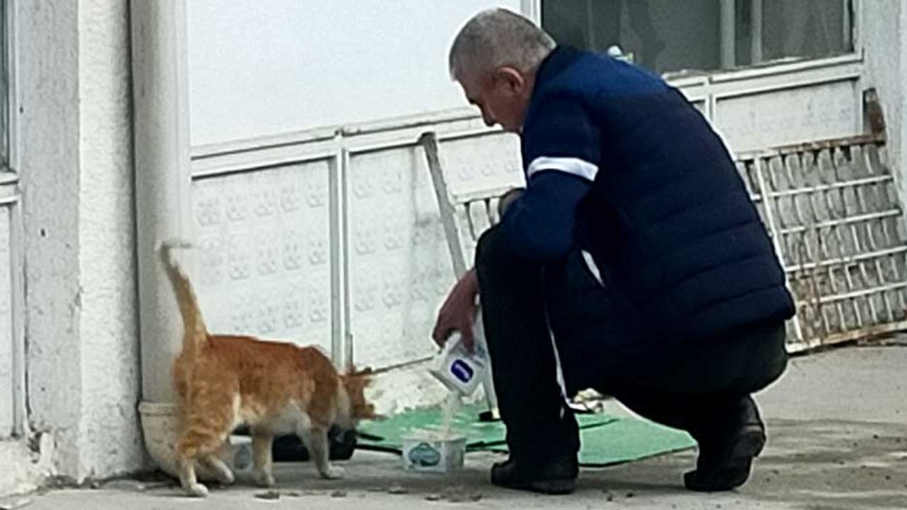 Eskişehir'de tramvay durağında unutulan süt sokak kedilerine ikram edildi