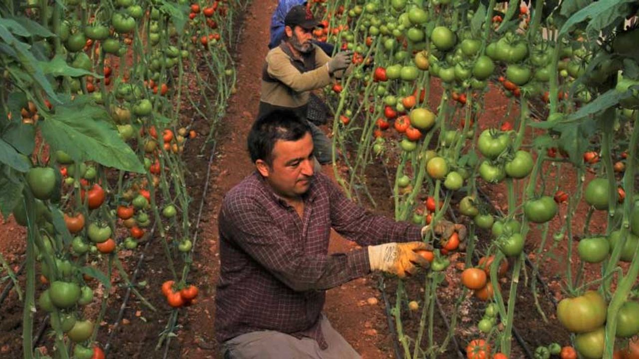 Türkiye'nin meşhur domatesleri Katar'a gönderiliyor!