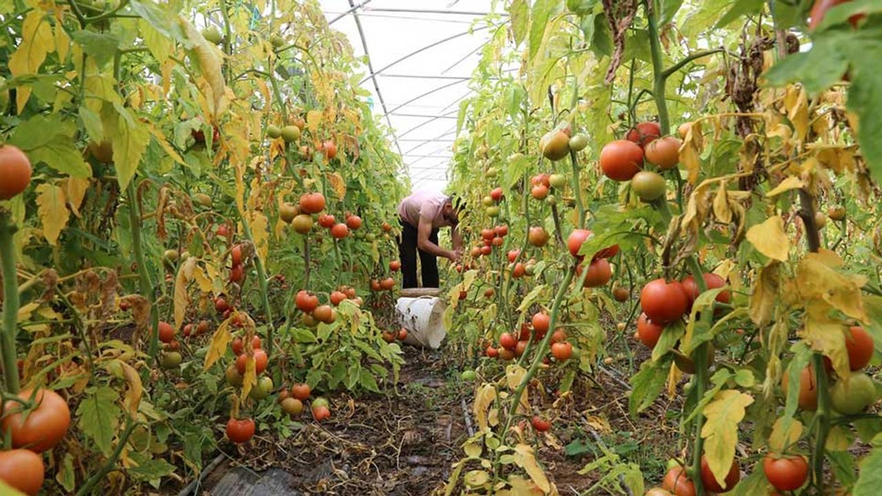 25 kişinin patronuyken köyüne döndü; Artık domates yetiştiriyor