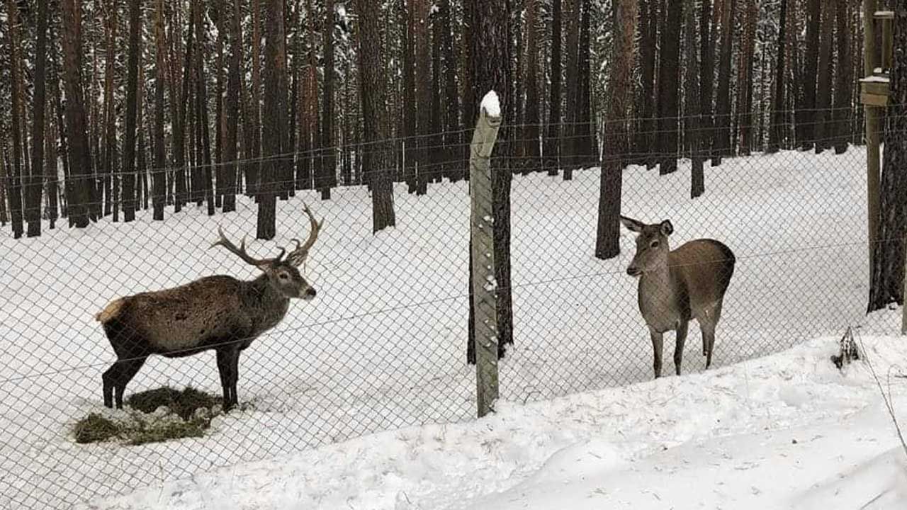 Eskişehir'de yaşayan geyiklerin kar keyfi!