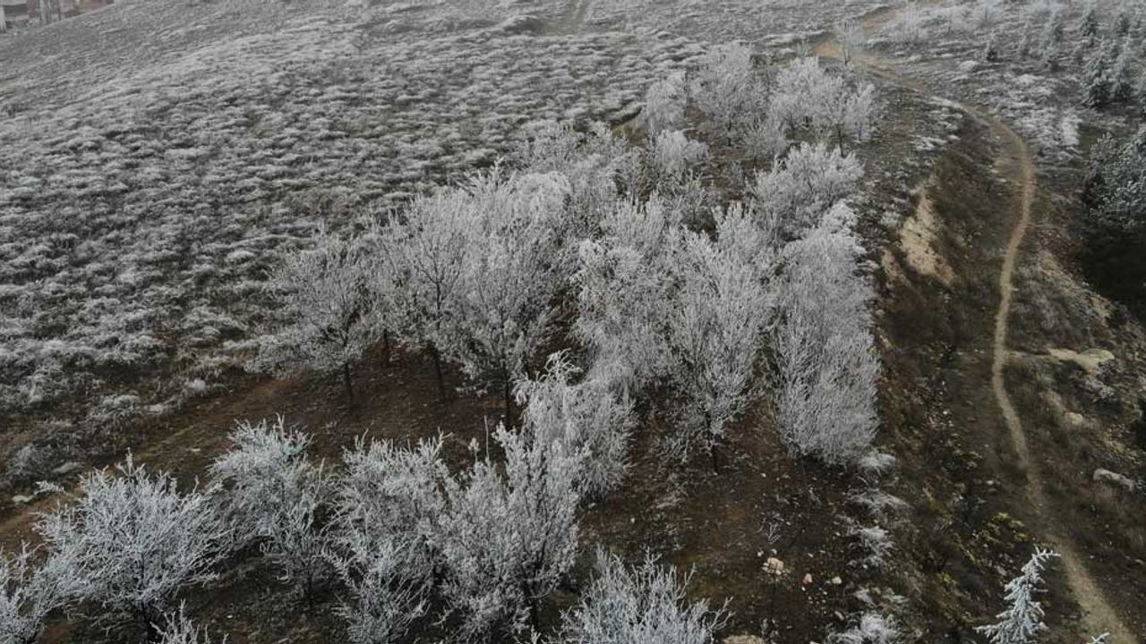 Eskişehir'de bitkilerin tamamı buz tuttu!