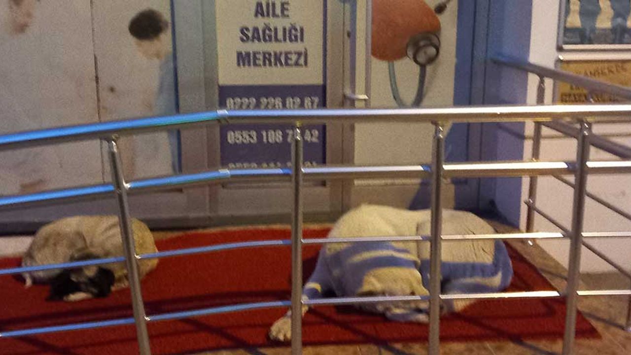 Eskişehir'de sokak hayvanları aile sağlık merkezine sığındı!