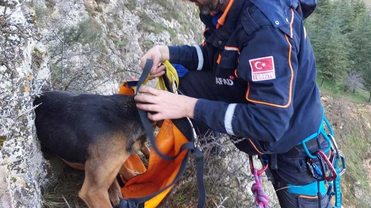 Eskişehir'de dağlık arazide mahsur kalan köpek kurtarıldı