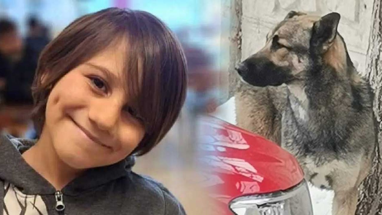 Sokağa atılan köpek 10 yaşındaki Mete'nin ölümüne neden oldu!