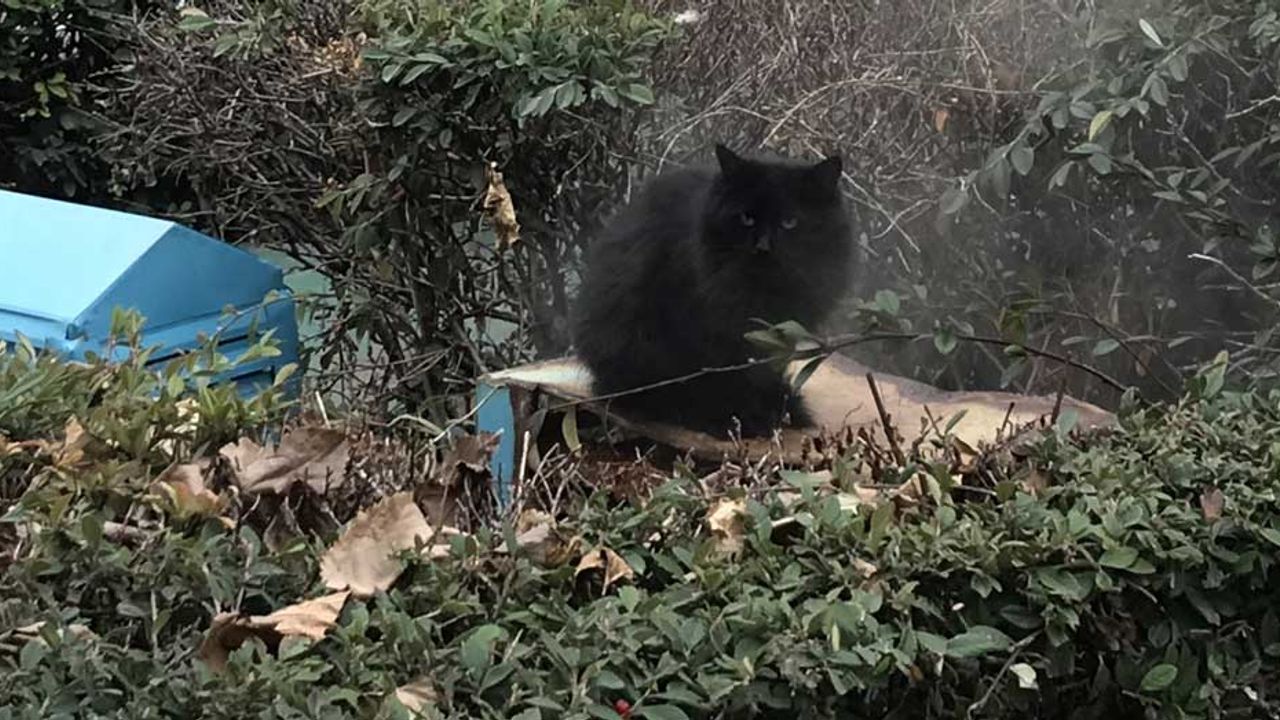 Eskişehir'de jeotermal suyun buharıyla ısınmaya çalışan kedi gülümsetti