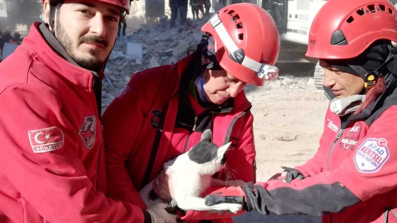 Eskişehirli arama kurtarma ekibi hamile kediyi enkazdan kurtardı