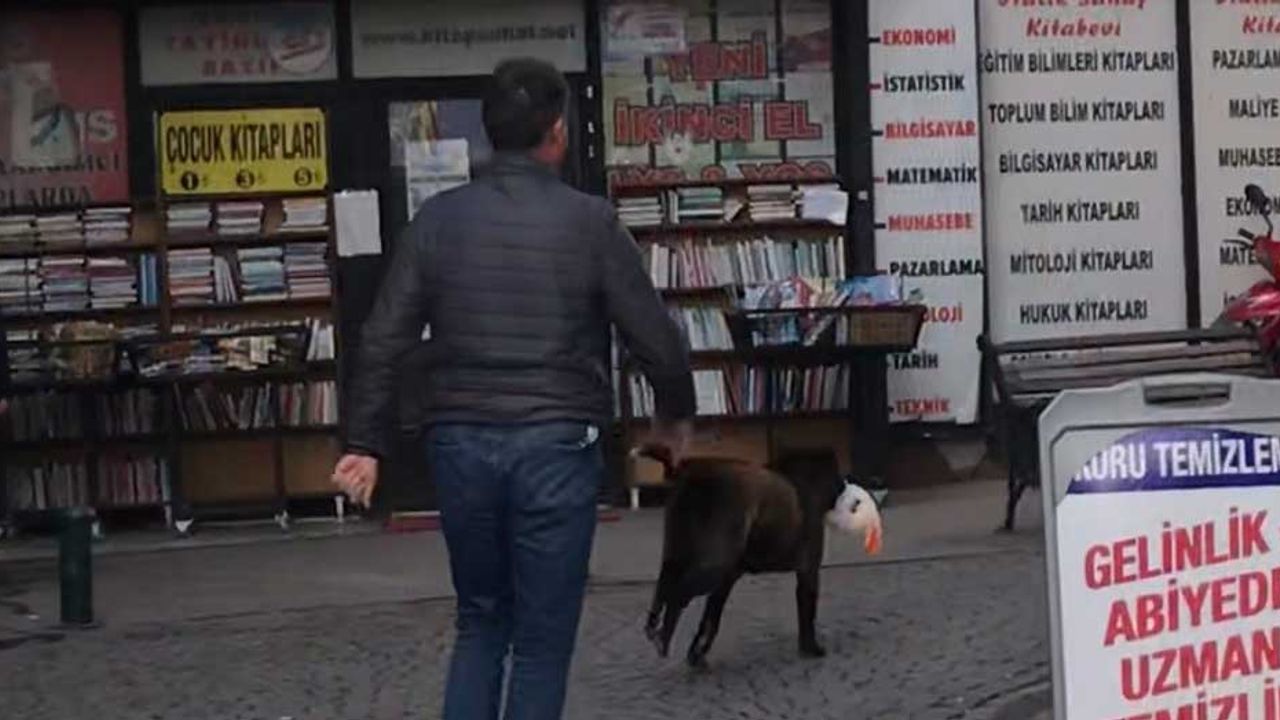 Eskişehir'de ilginç anlar; Sokak köpeğinin peşinden koştular!