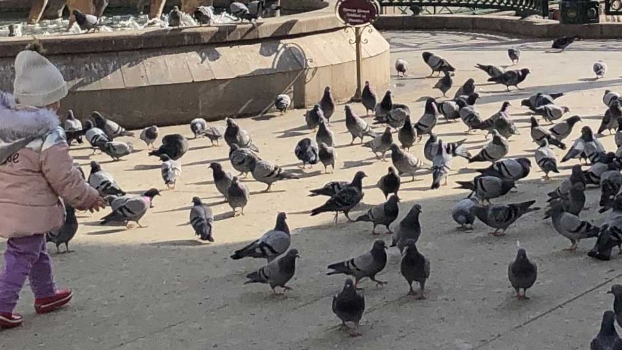 Eskişehir'de iç ısıtan görüntüler; Güvercinler aç bırakılmıyor!