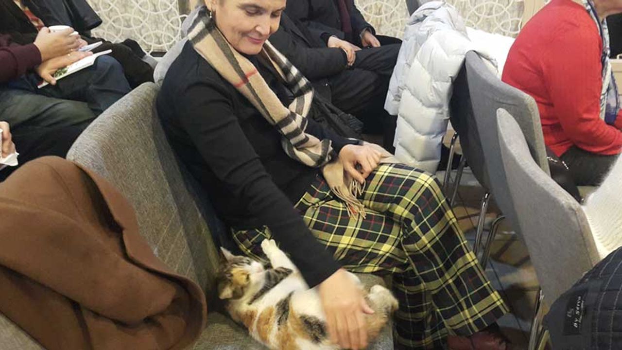 Eskişehir'de üşüyen kedi sanat merkezine sığındı