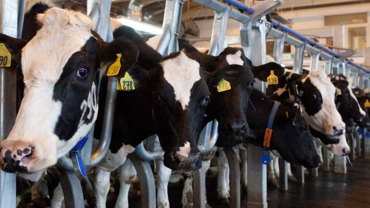Kasım Karakaş: "Böyle giderse yakında ithal süt içmeye başlarız"