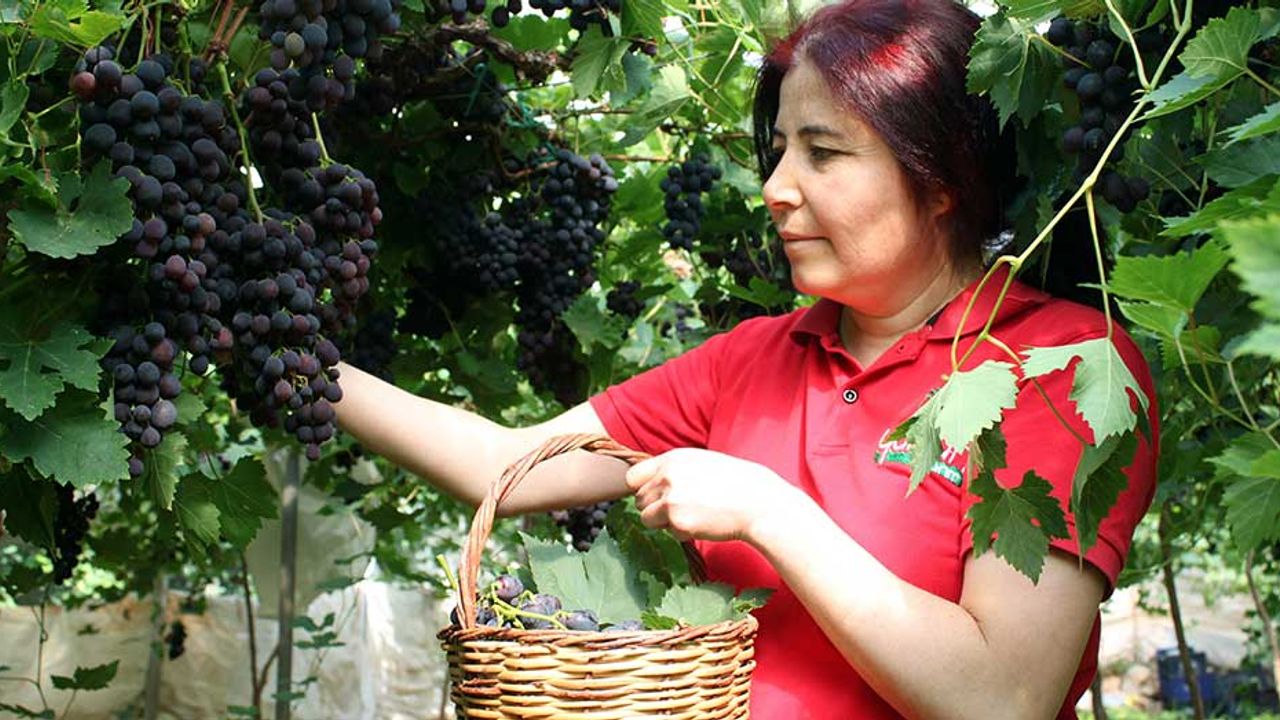 Yılın ilk siyah üzümler yetişti; Yakında Eskişehir tezgahlarında yer alır!