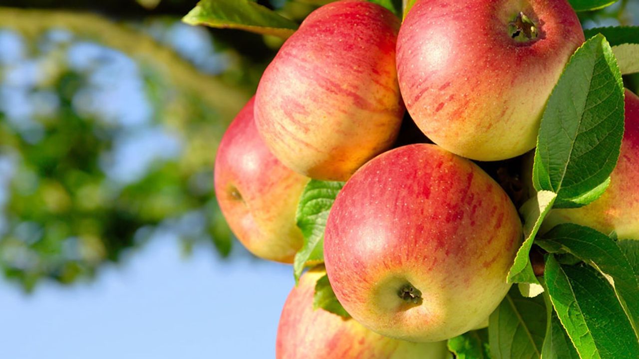 Eskişehirli elma üreticileri bu habere dikkat; Enfeksiyon salgını var!