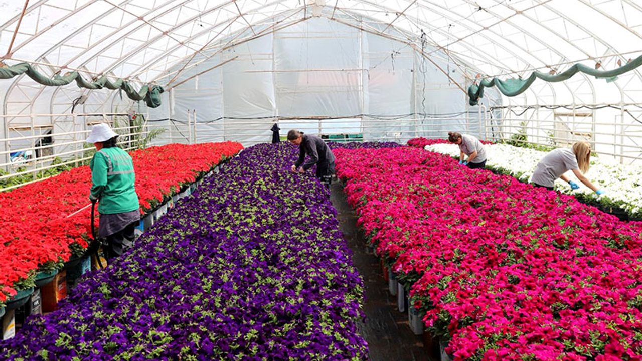 Eskişehir'i 1 milyon çiçekle donatacaklar!