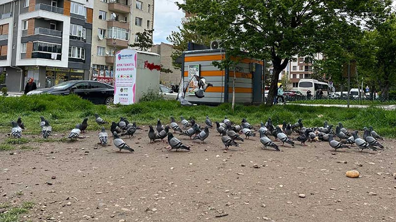 Eskişehir'de güvercinlerin yemek nöbeti; Yok mu bir ekmek veren?