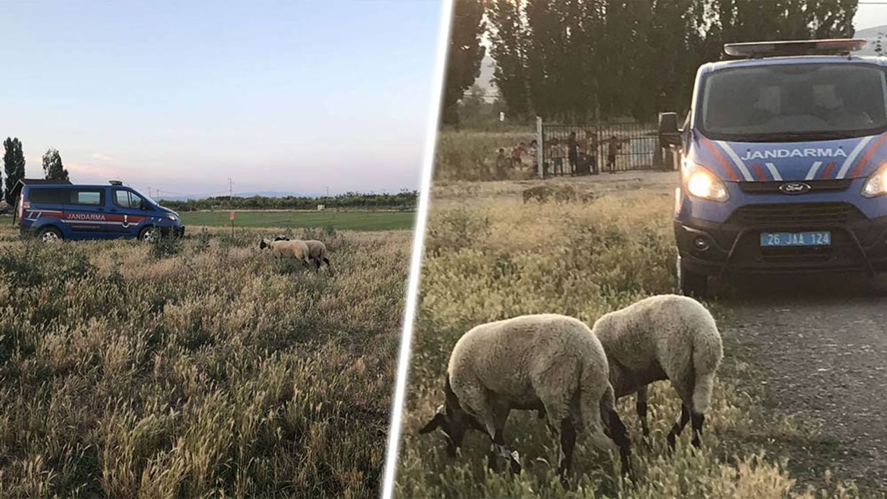Eskişehir'de firari koyunları bulmak için seferber oldular!