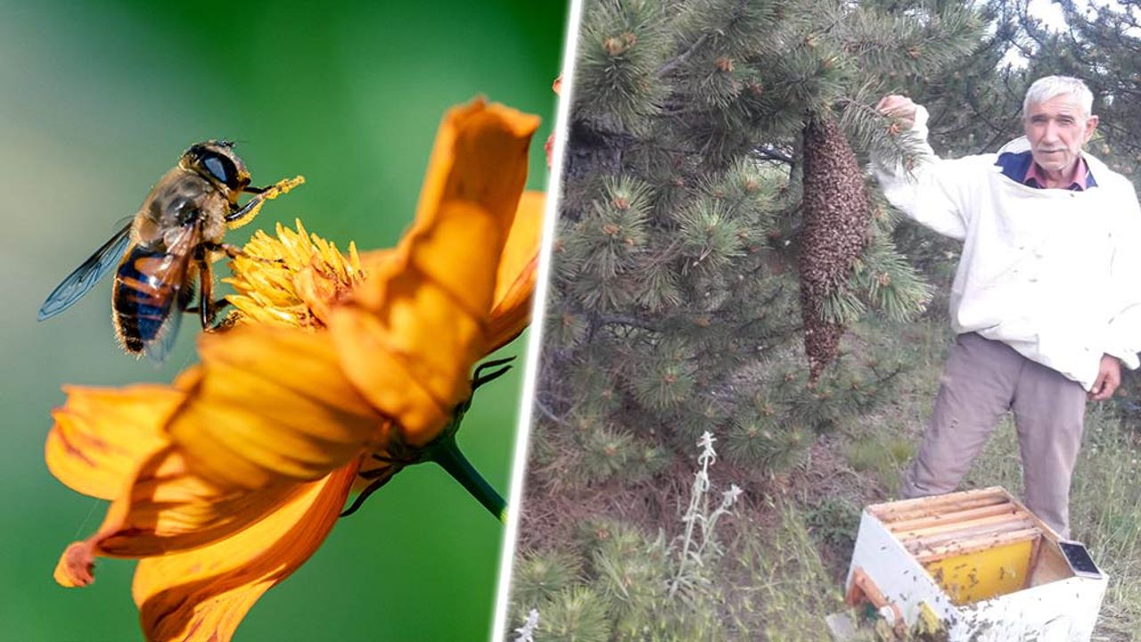 Eskişehir'de yağışlar artınca arılar oğula yüklendi; Çam ağacında ilginç görüntüler oluştu