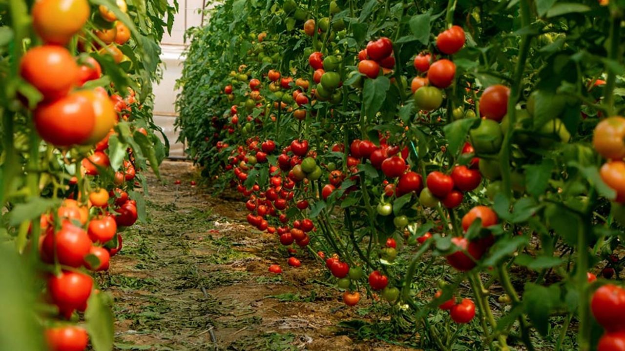 Eskişehirli kadınlar Sivrihisar’da domates yetiştiriyor!