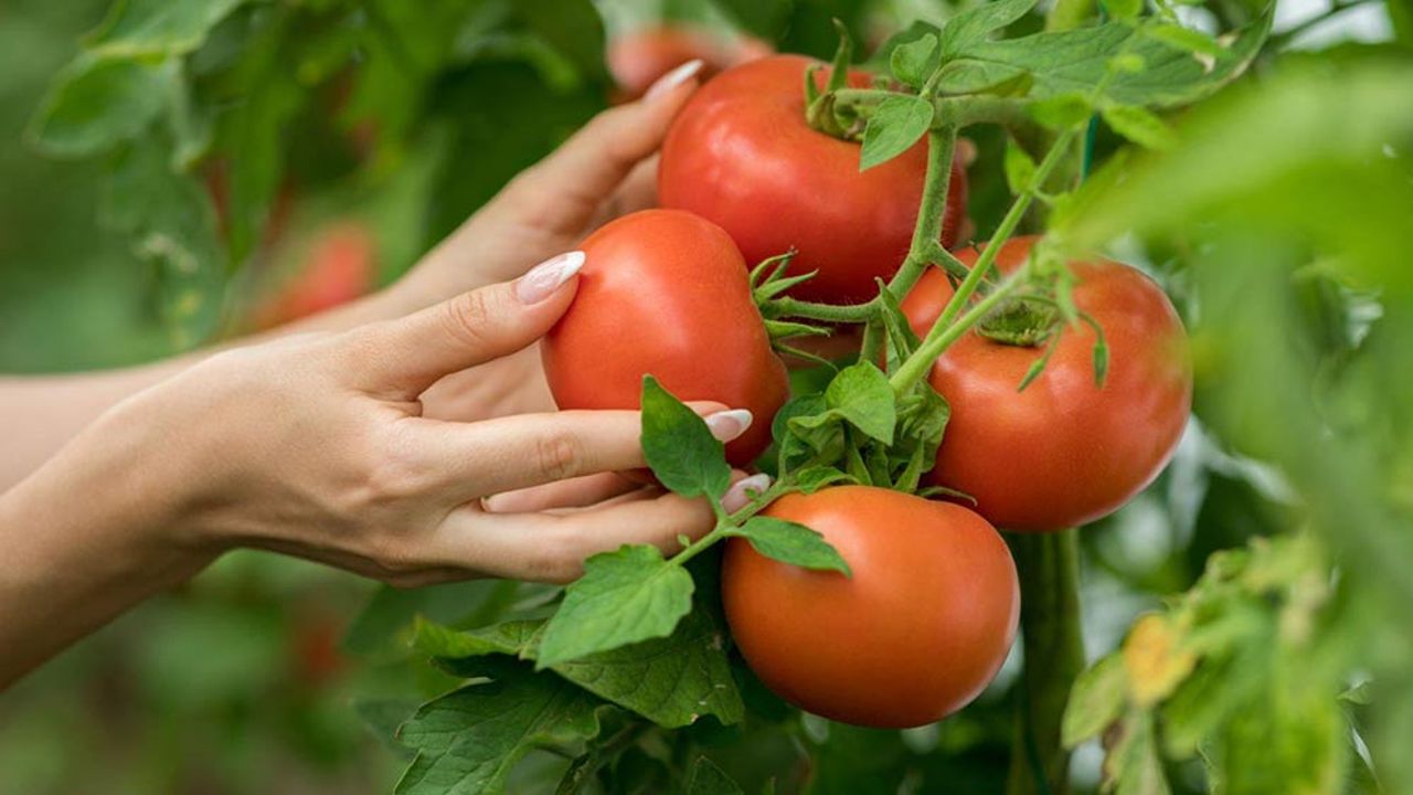 Eskişehir'deki domates üreticileri dertli; Çok fazla kayıp var!