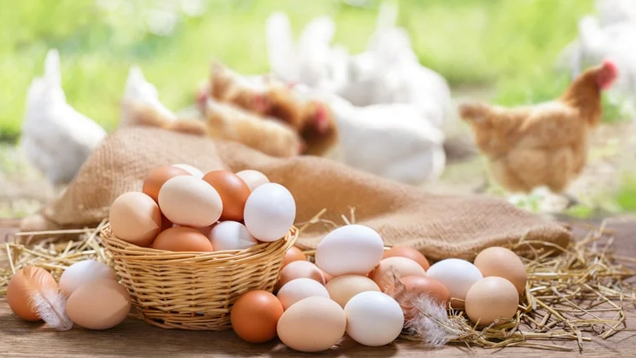Yumurta Zamları Son Buldu: Fiyatlar Yüzde 50 Oranında Düştü