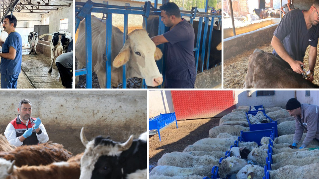 Eskişehir'de Şap Alarmı! 180 Binden Fazla Hayvan Listede