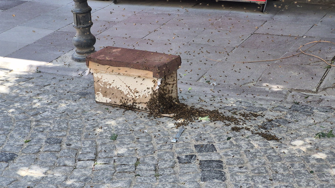 Eskişehir'de Sokağı Saran Arılar Paniğe Neden Oldu!
