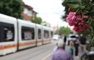 Eskişehir'in En Gözde Caddesini Artık Bu Ağaçlar Süsleyecek!
