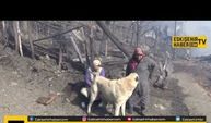 Kangal köpeği "Tatar" vatandaşları kurtardı