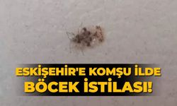 Eskişehir'e komşu ilde böcek istilası!