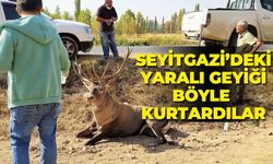 Seyitgazi'deki yaralı geyiği böyle kurtardılar
