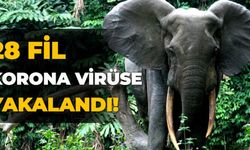 28 fil korona virüse yakalandı!