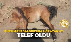 Kurtların saldırısına uğrayan at telef oldu