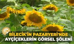 Bilecik'in Pazaryeri'nde ayçiçeklerin görsel şöleni