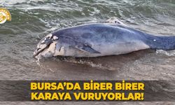 Bursa’da birer birer karaya vuruyorlar!