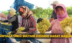 Dünyaca ünlü Sultani üzümde hasat başladı