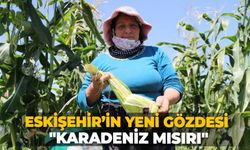 Eskişehir’in yeni gözdesi: "Karadeniz Mısırı"