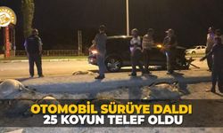 Otomobil sürüye daldı: 25 koyun telef oldu