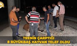 Trenin çarptığı 8 büyükbaş hayvan telef oldu