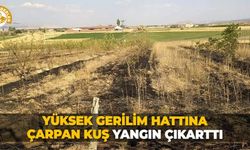 Yüksek gerilim hattına çarpan kuş yangın çıkarttı