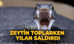 Zeytin toplarken yılan saldırdı