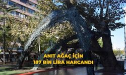Anıt ağaç için 187 bin lira harcandı